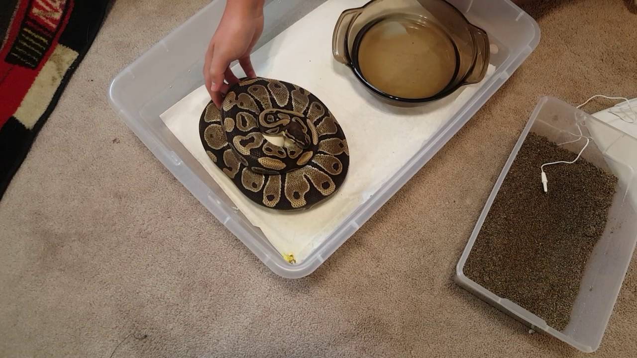 First Ball python clutch  (Normal x Pinstripe)