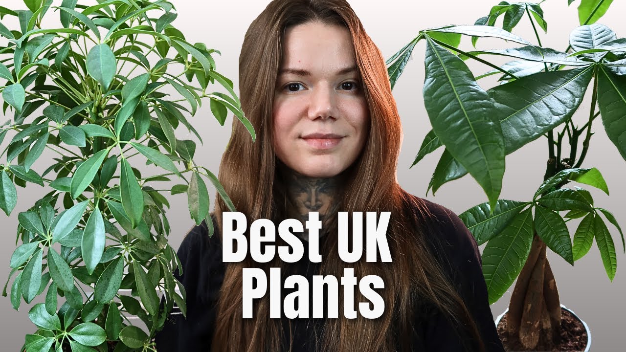TOP 7 BEST UK HOUSEPLANTS | Easiest Indoor Plants To Grow In The UK
