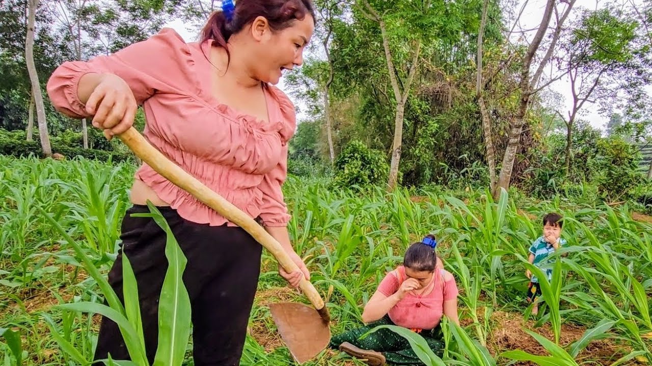 Because of two corn plants,the mother-in-law beat her daughter-in-law and did not let her eat rice.