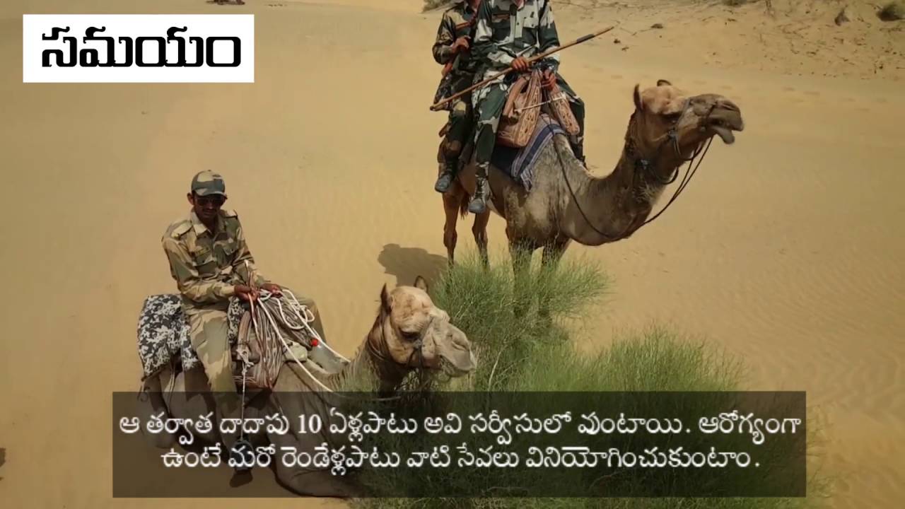 BSF guarding with Camels in India Pakistan border