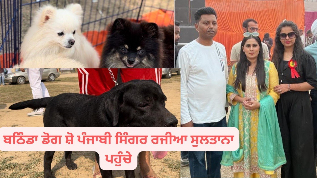Cheapest Dogs Market In Bathinda #dog show