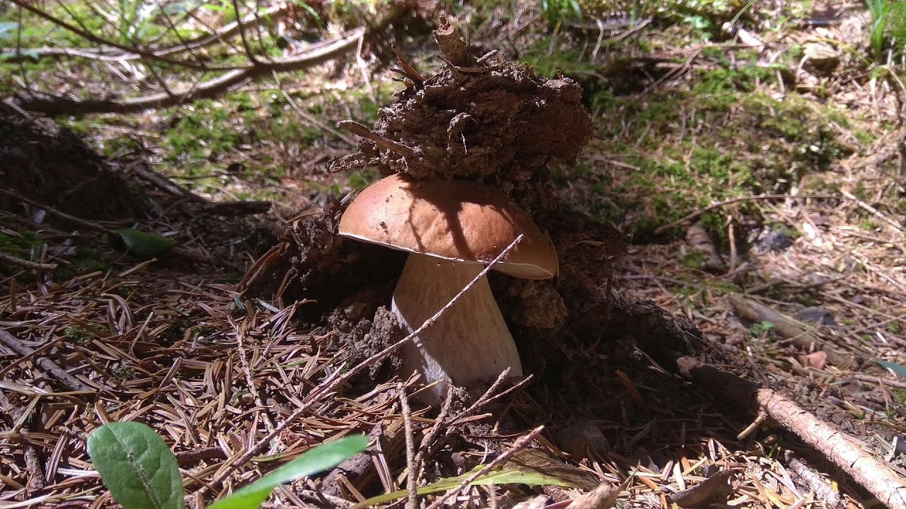 grzyby 2022 borowiki w ostatnie dni października cz. 3 boletus edulis