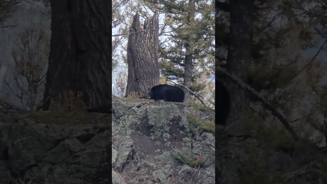 #bears #bearwatching #beautiful #wildlifewatching #wildlife #hiking #hikingadventures #explore