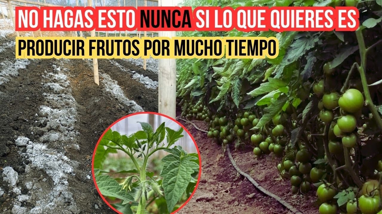 Las 2 PEORES PRÁCTICAS que pueden acabar tu producción en CULTIVOS DE TOMATES