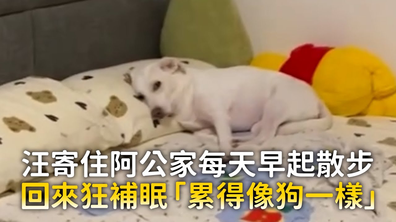 汪寄住阿公家每天早起散步　回來狂補眠「累得像狗一樣」