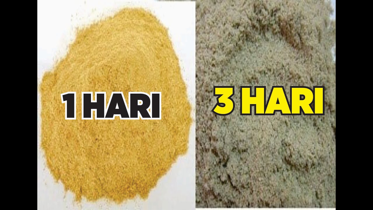 Cara Membuat Pakan Alternatif Lele Dari Fermentasi Dedak Padi