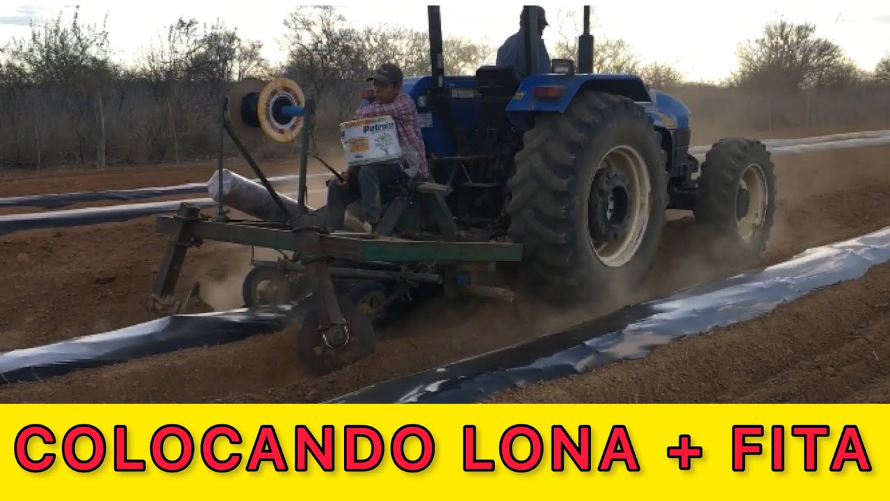 Colocando Lona e Fita de Gotejo Para Plantio De Melão #2