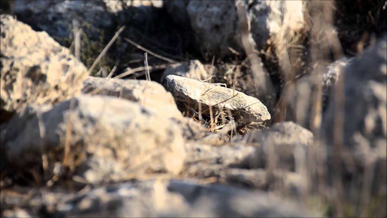 קומונת חוגי סיירות שורק-שפלה מציגה: חשיפת שם הקומונה!