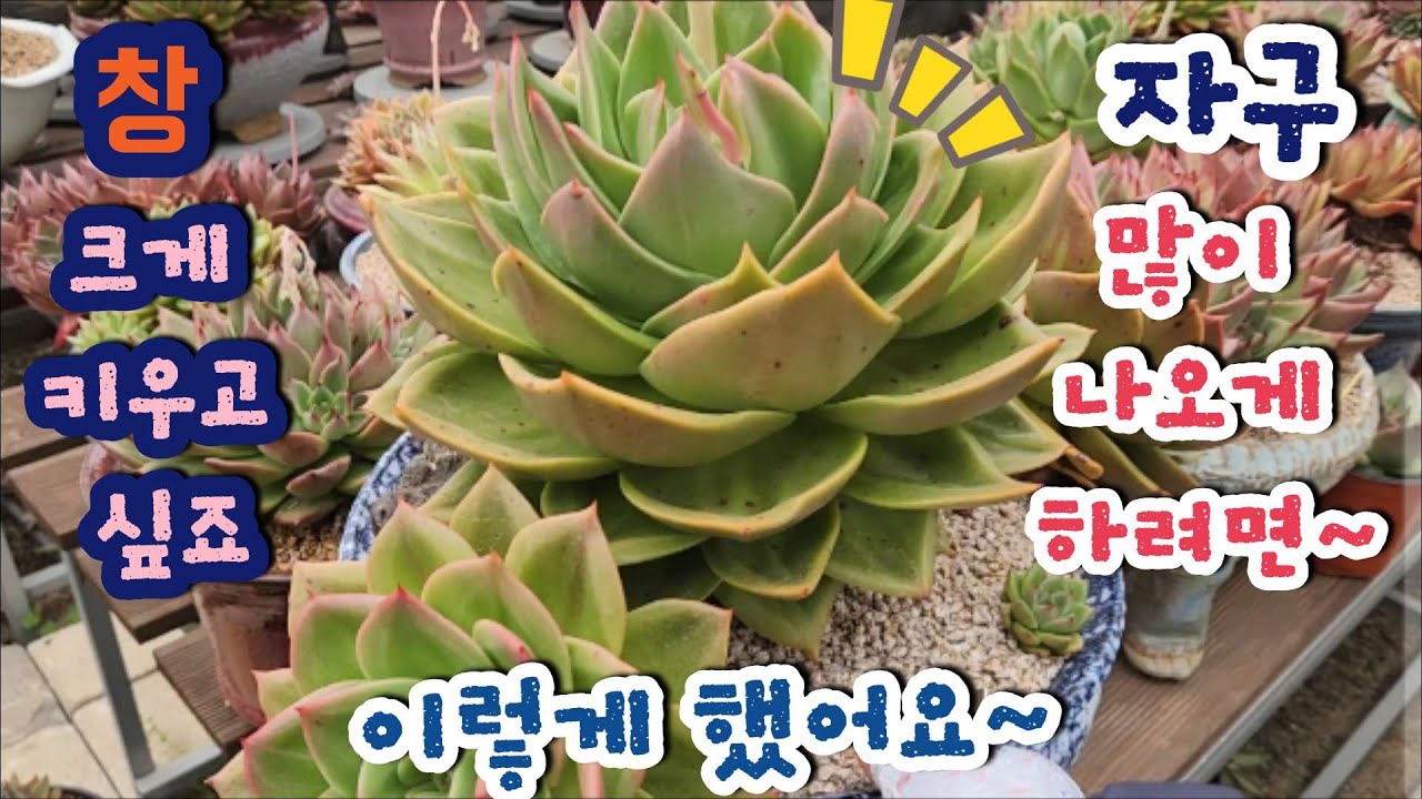 창 크고 통통하게, 자구도 많이 나오게 키우는 방법 알려주신대요 ㅣ슈퍼스타다육(경기도 화성)ㅣ 다육이 판매 ㅣ다육이 키우기 ㅣ#신쌤의다다육선(多肉植物, succulent)