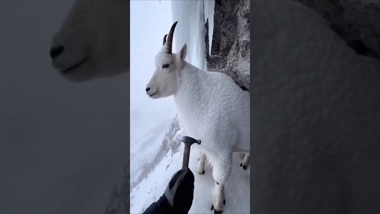 Frozen Mountain Goat Rescued from Ice ❄️🐐 | Heart Touching Animal Rescue 