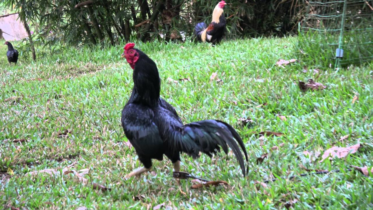 Black Rampuri Asil