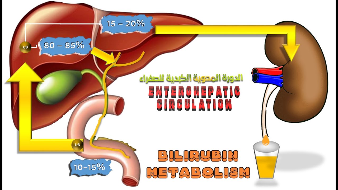Bilirubin Metabolism   إستقلاب البلروبين