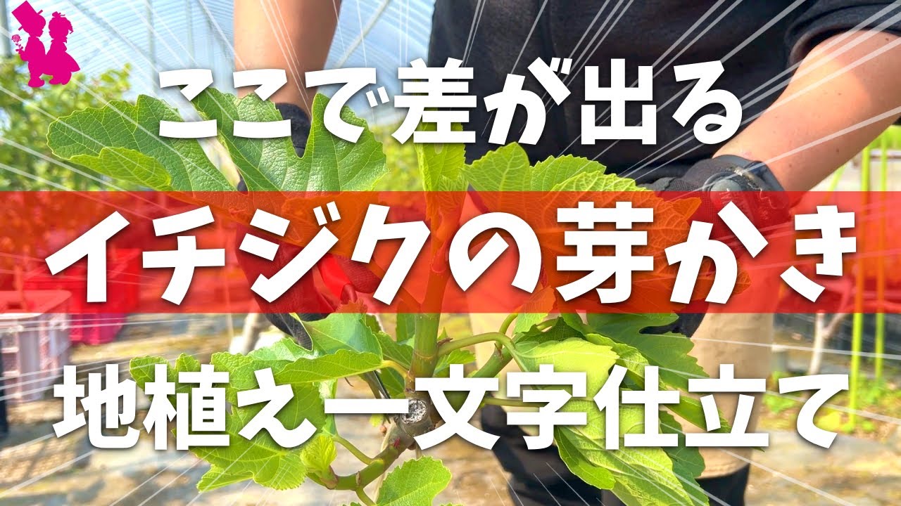【やるしかない】イチジクの『芽かき』を園芸農家が実演解説します！