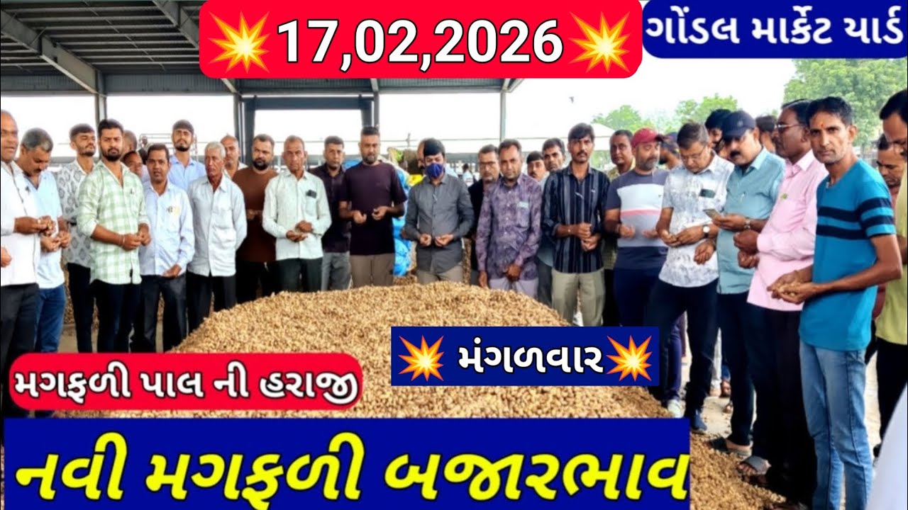 નવી મગફળીના બજાર ભાવ / ગોંડલ મગફળી ના બજાર ભાવ / નવી મગફળીના ભાવ /17,02,2026