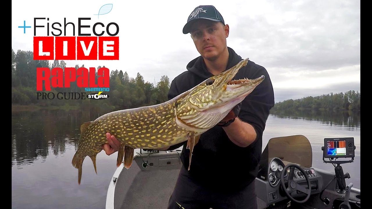 LIVEfiske efter älvgäddor med Mikko Seppänen Rapala Proguide!