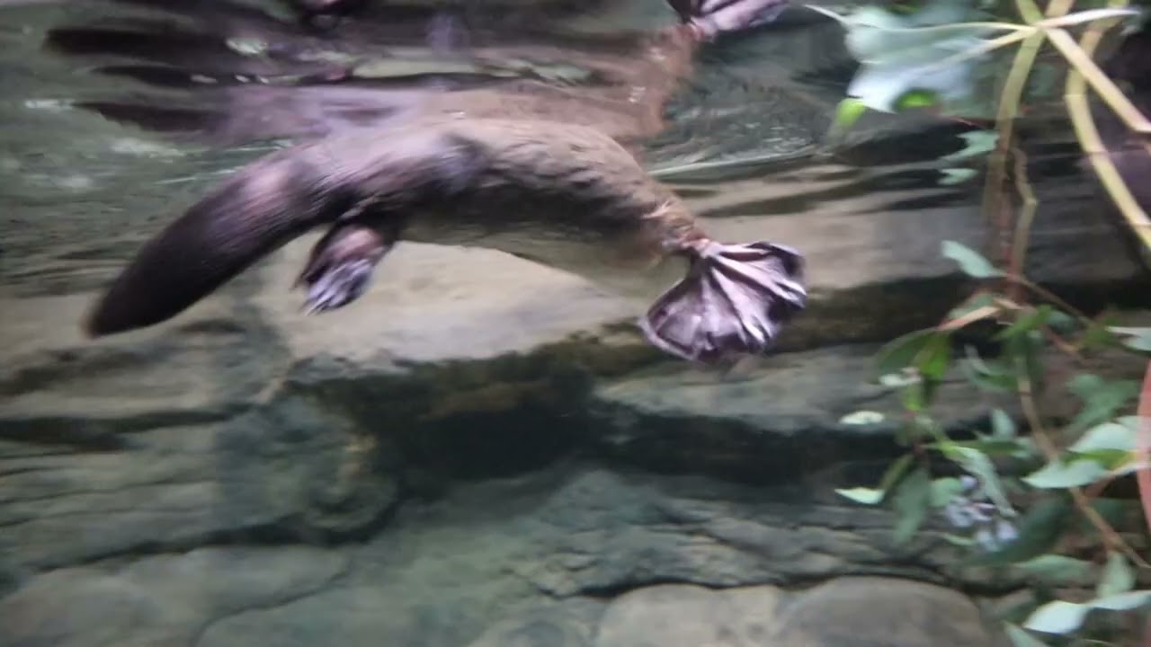Very active platypus swimming