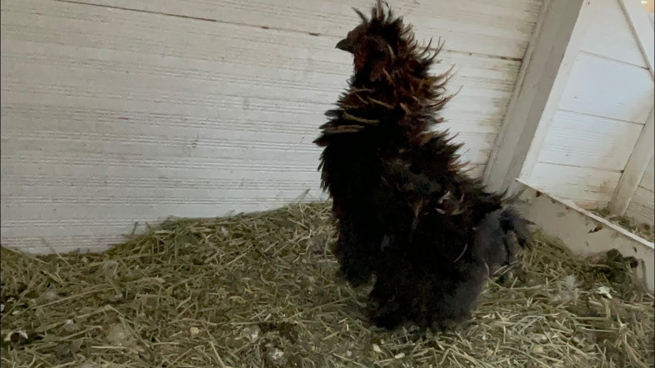 2/17/26 6:39am Missing Tiger Silkie | Morning from the chicken courtyard 