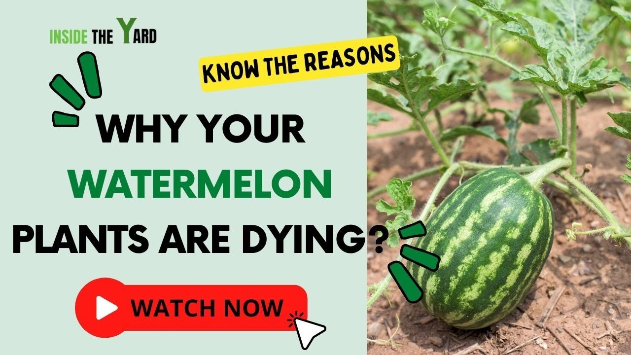 [Reasons With Remedies] Why  Watermelon Plants Are Dying?