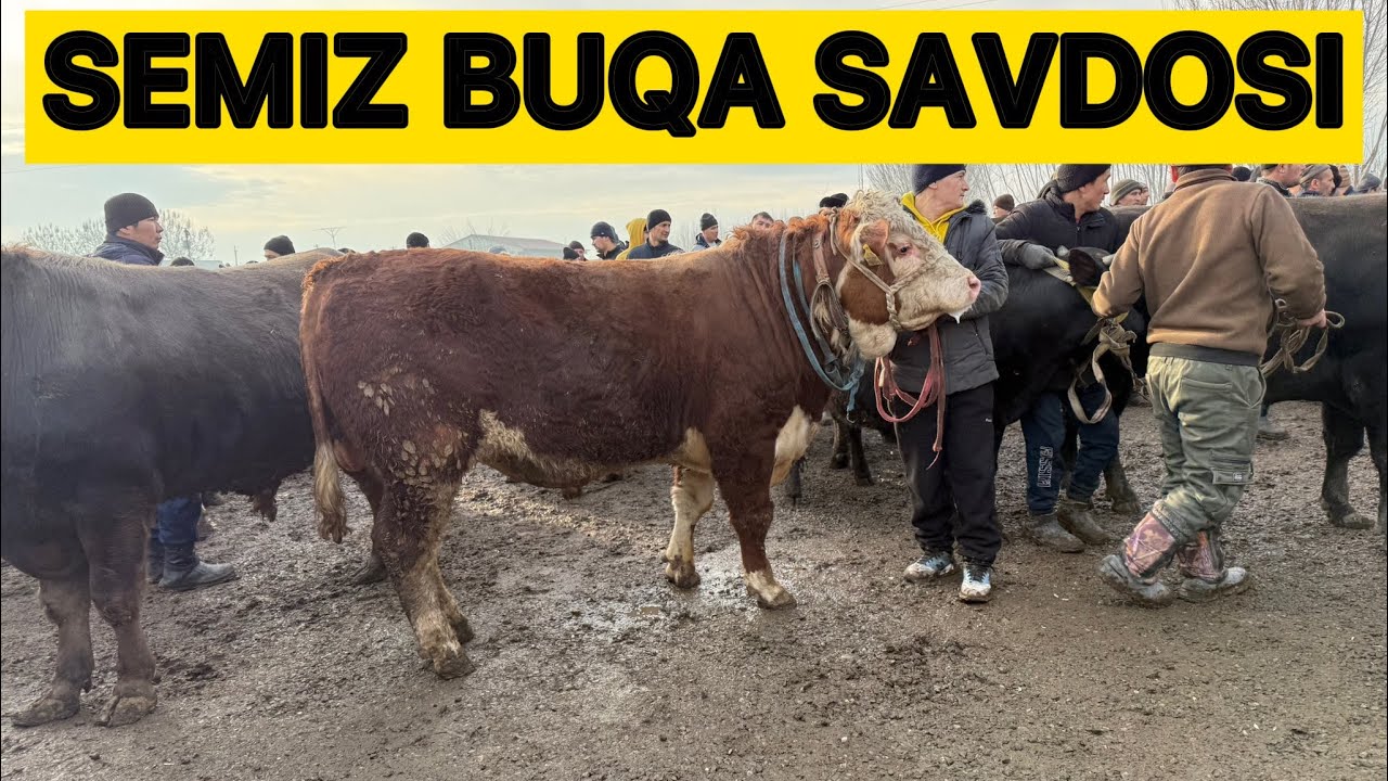 🛑SEMIZ BUQA SAVDOSi DIMLANBOQDA‼️ANDIJON SHAXRIXON BOZORI