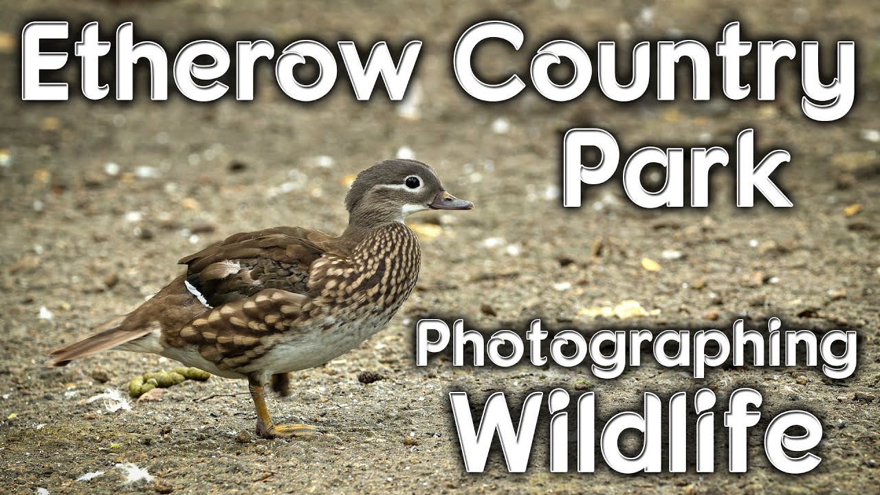 Etherow Country Park   Photographing wildlife