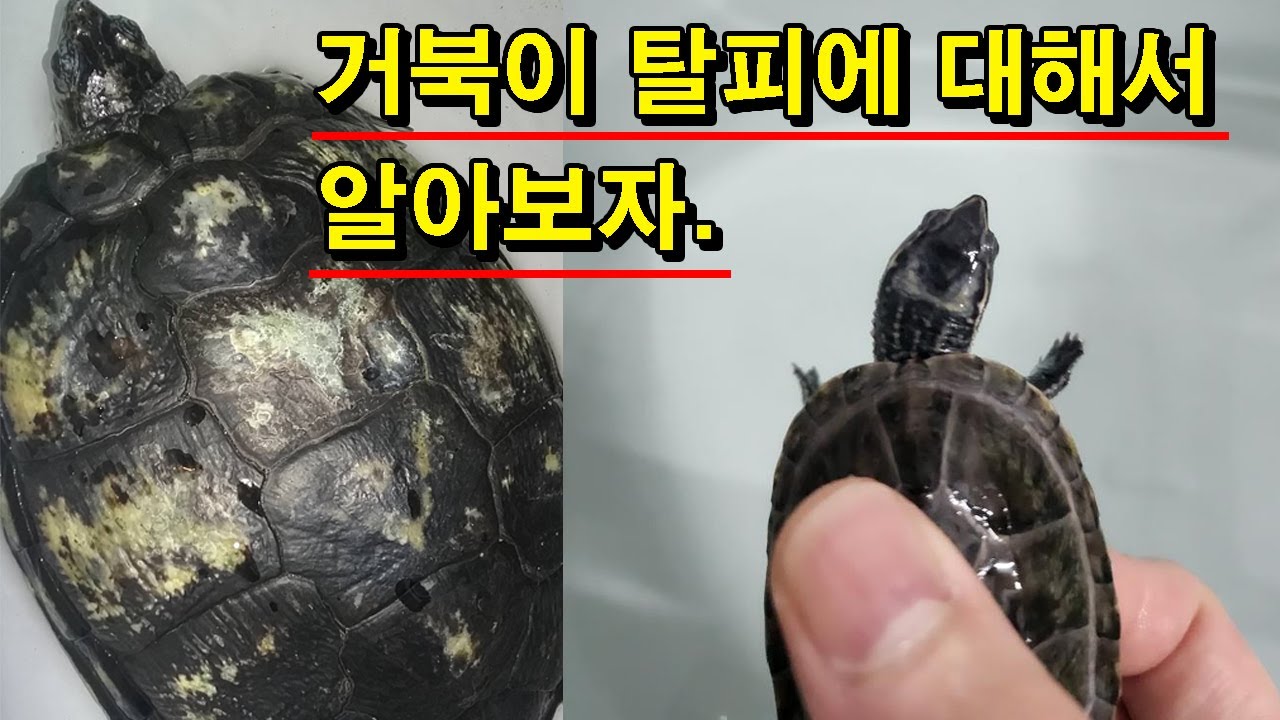 [#거북이씨​]  거북이 탈피에 대해서 알아보자.