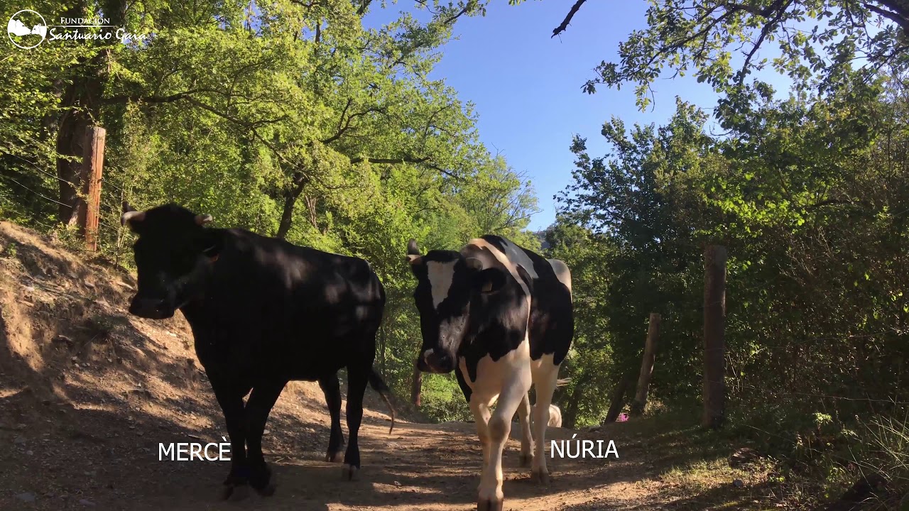 Las vacas, toros y burros camina hacia los prados grandes