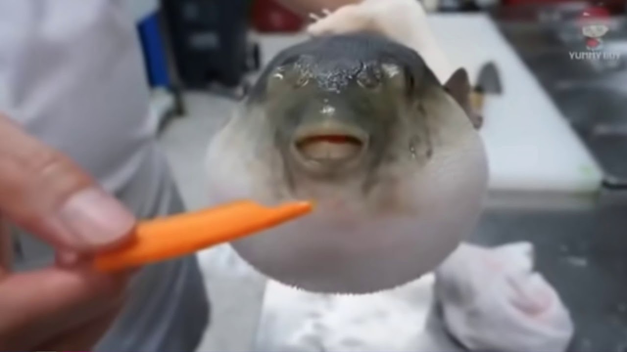 Fugu Fish 7