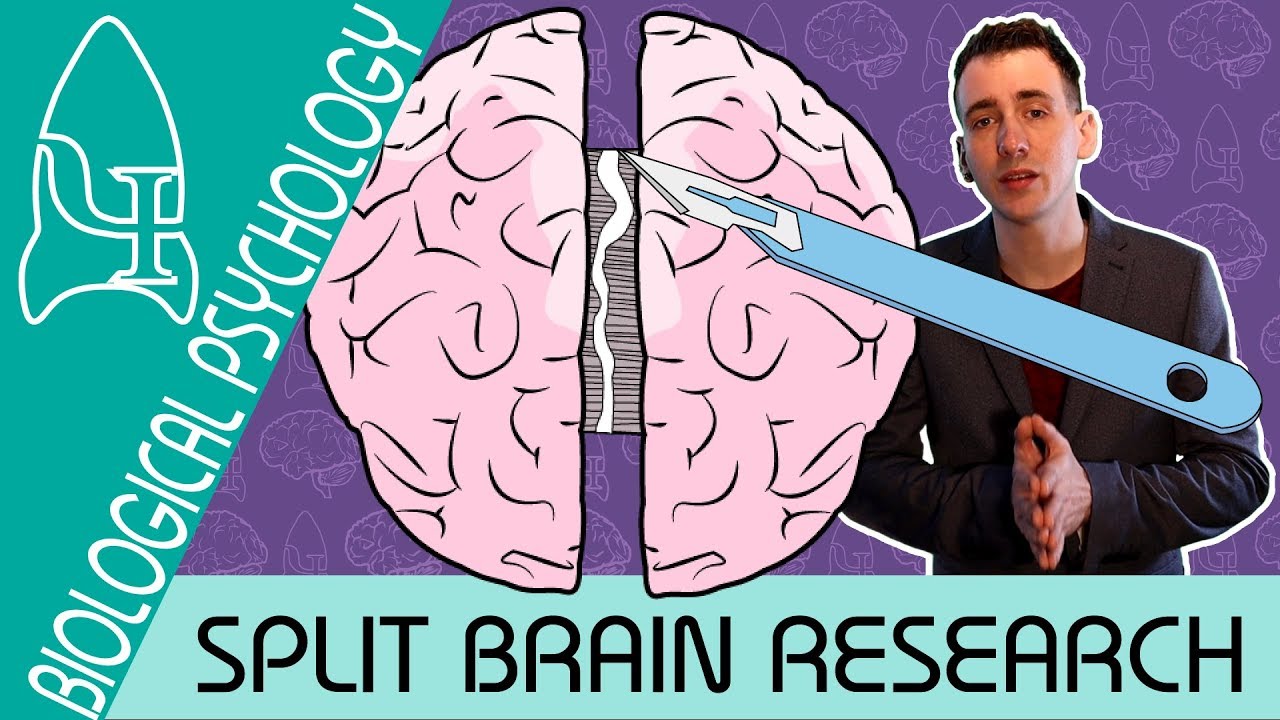 Split Brain Research - Biological Psychology  - Biological Psychology [AQA ALevel]