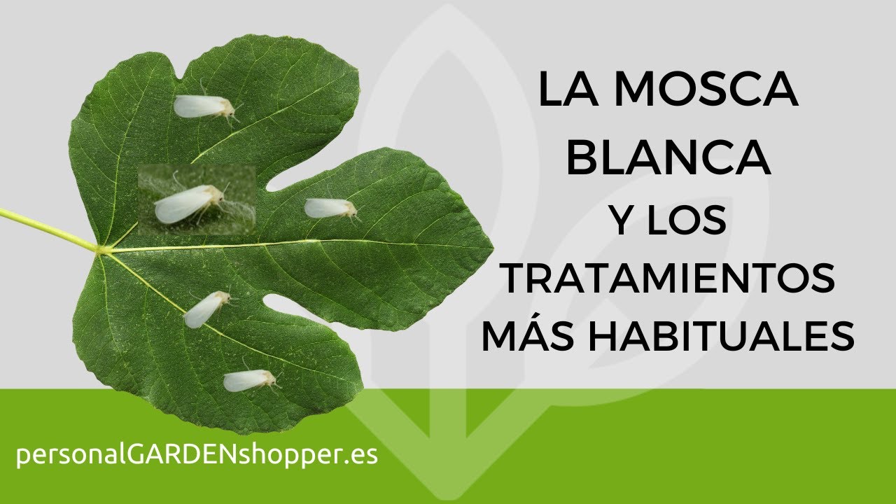 La mosca blanca y los tratamientos más habituales