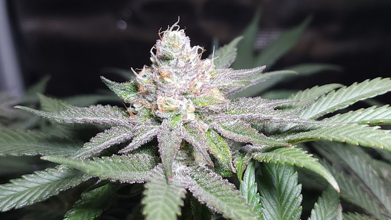 Skywalker OG at flower week 6 (day 42 / day 85 from seed) 🌱