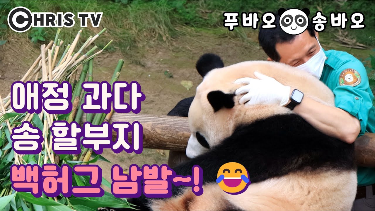 ★송바오💕푸바오★ 백허그 & 부비부비 & 털고르기? 😂푸바오에게 온 몸으로 애정 표현해주는 송바오님😍