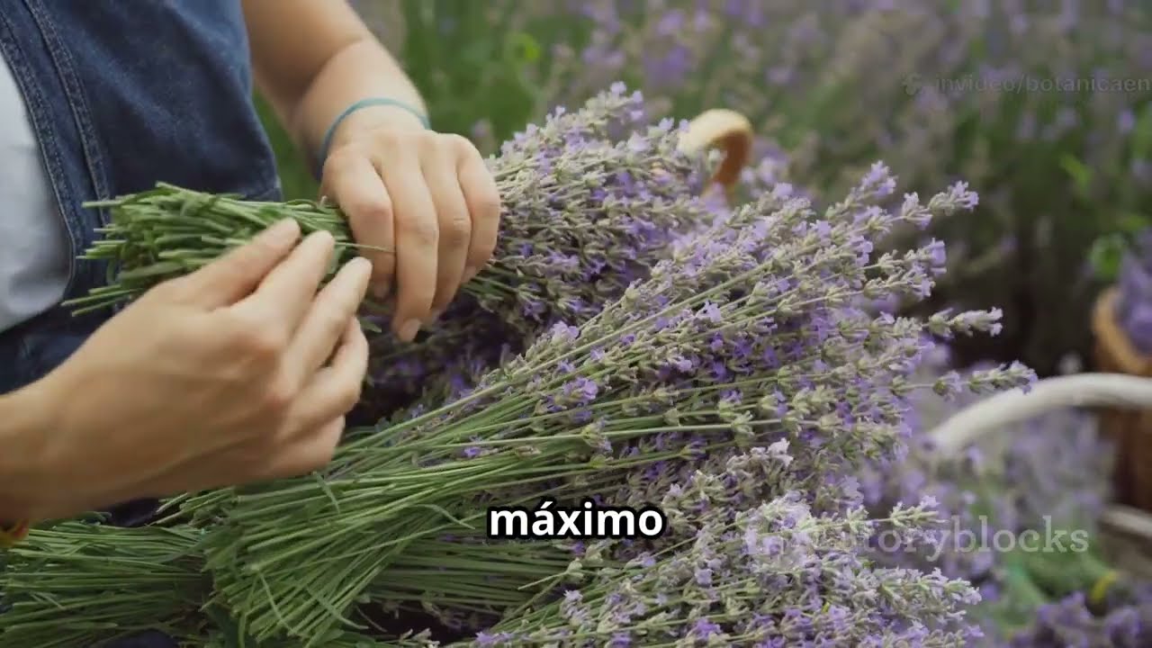 ✔️ Guía Completa: CULTIVA LAVANDA en CASA 🌿🏠
