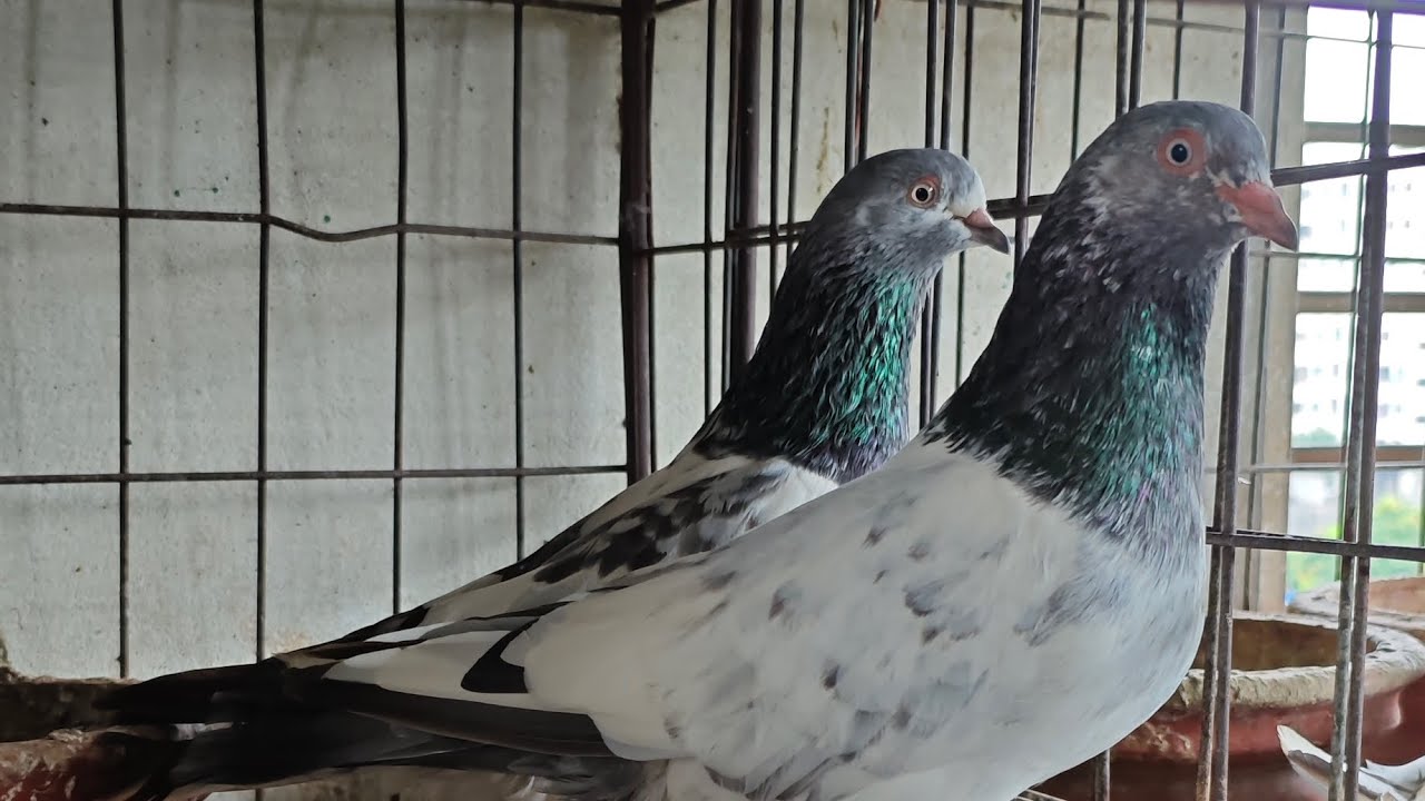 Pigeons #kalapati #pigeon #kabutar #viralvideo #shorts #racingpigeon #kalapate #tauben 