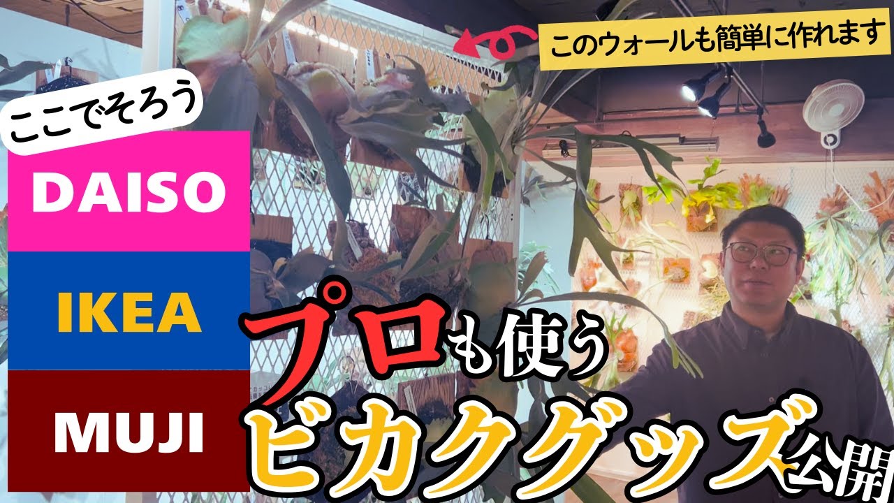 ダイソー・イケア・無印良品で揃うビカクシダグッズ11選！ビカクシダ専門店でも愛用しているアイテムを紹介！