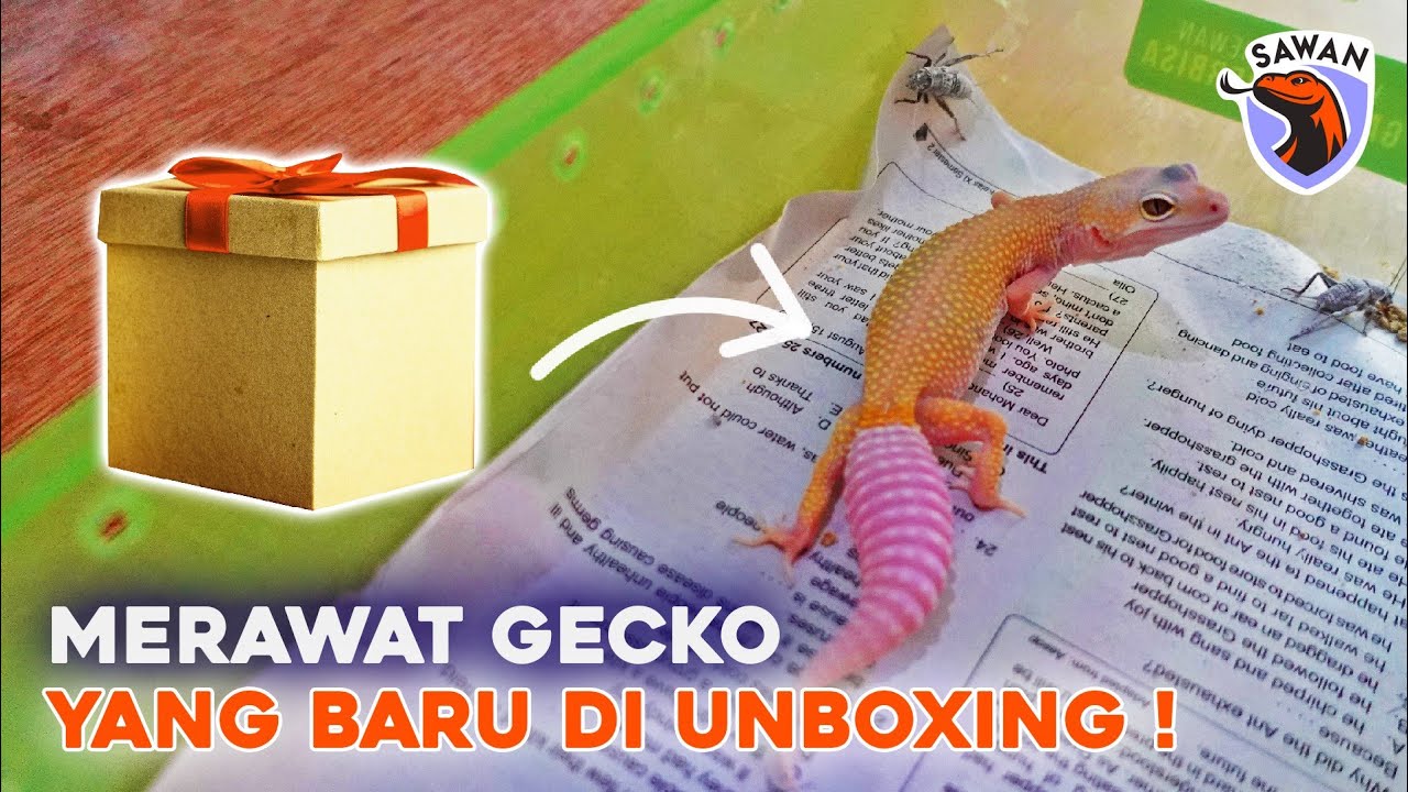 MERAWAT GECKO YANG BARU DI UNBOXING dari PENGIRIMAN! #SAWAN