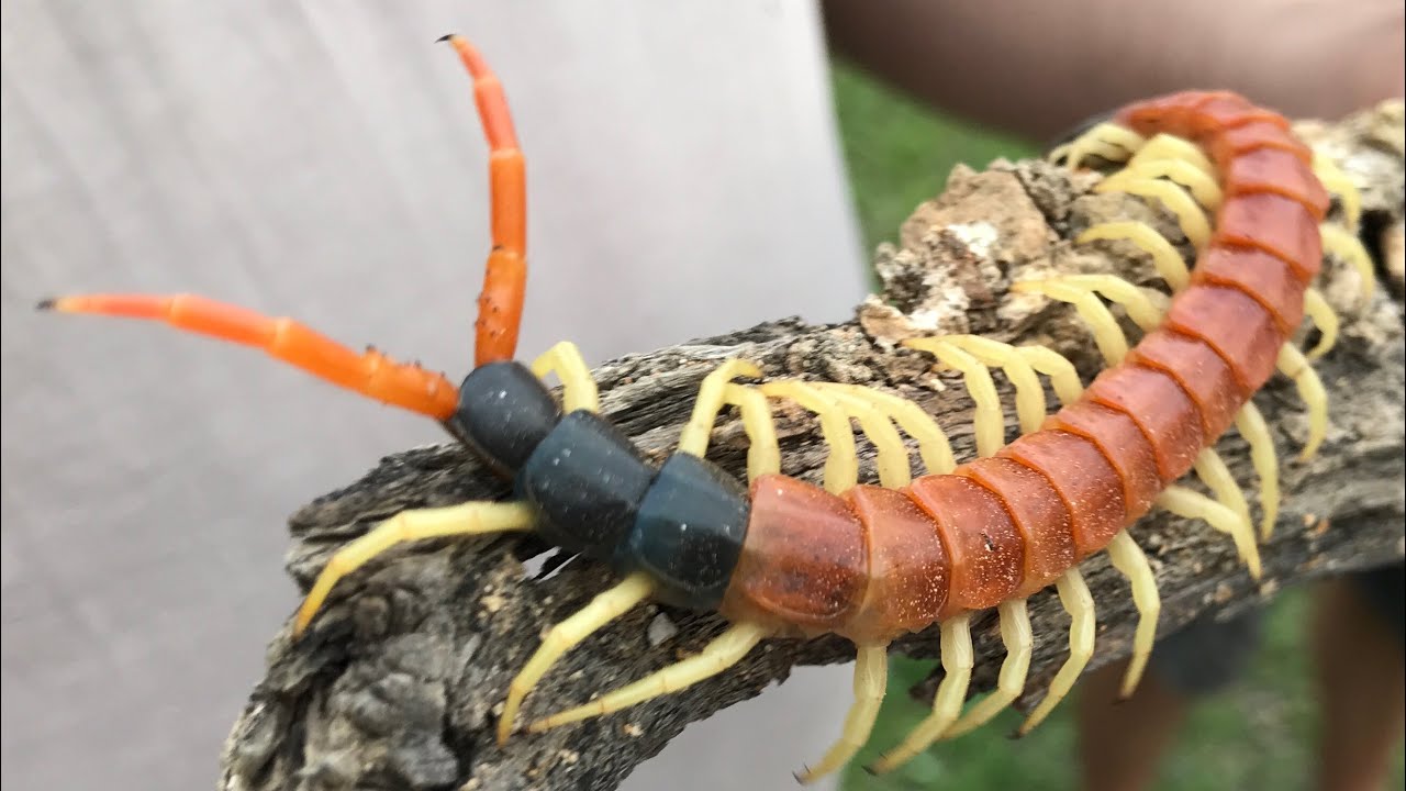Arizona Bug Trip with Sky Island Adventures! Day 2