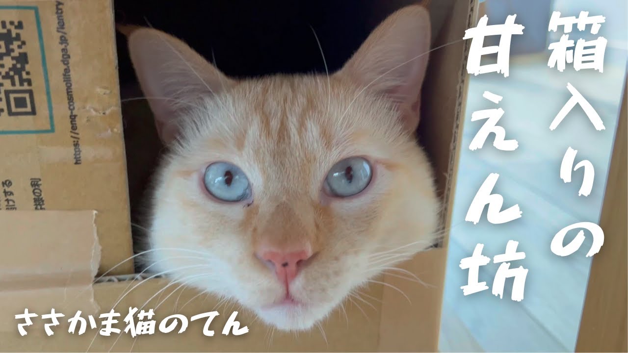 捨て猫？迷い猫？⑬ささかま猫のてん　箱入りの甘えん坊。べったりべったりべったりで幸せ♪
