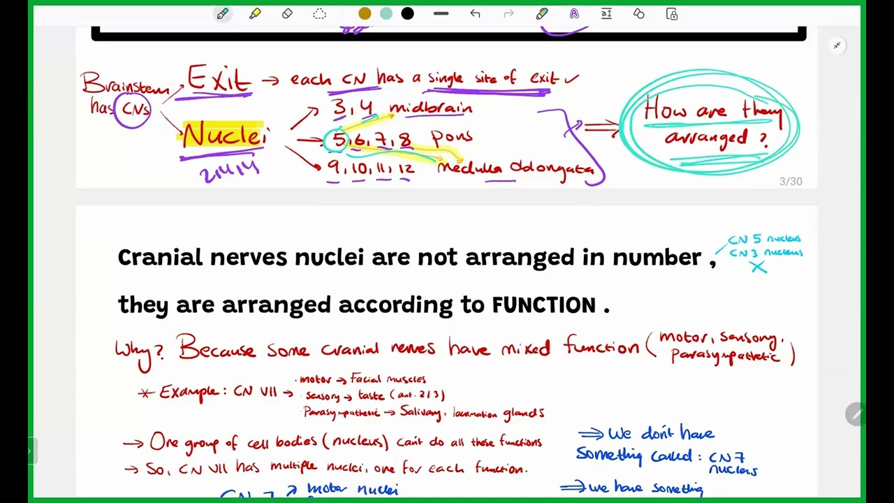 CNS Anatomy - Brainstem Internal Features - MU
