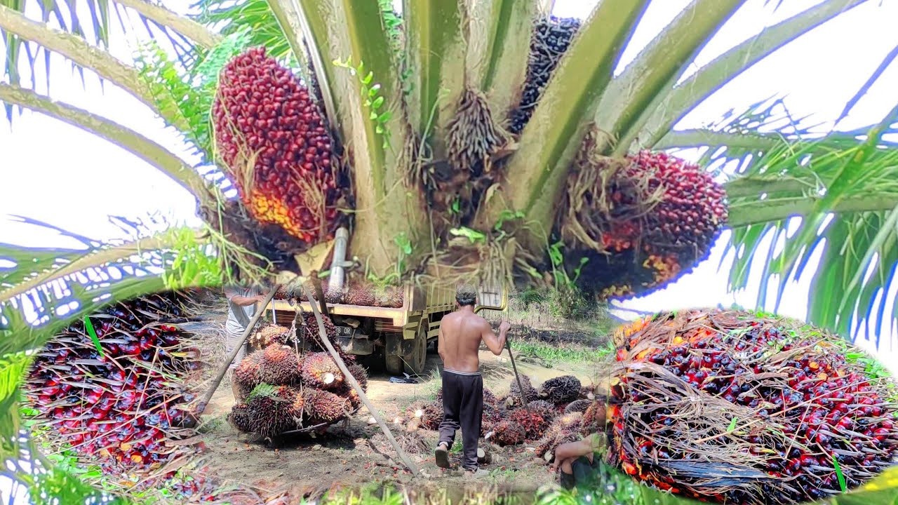 panen sawit buah besar mantap PPKS yangambi