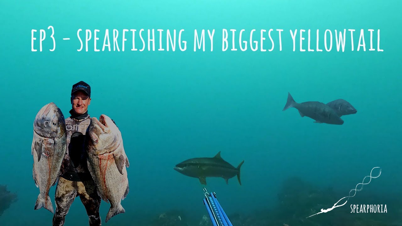 Spearphoria Ep3- Spearfishing my biggest Yellowtail (Kingfish)! [Spearfishing South Africa 2021]