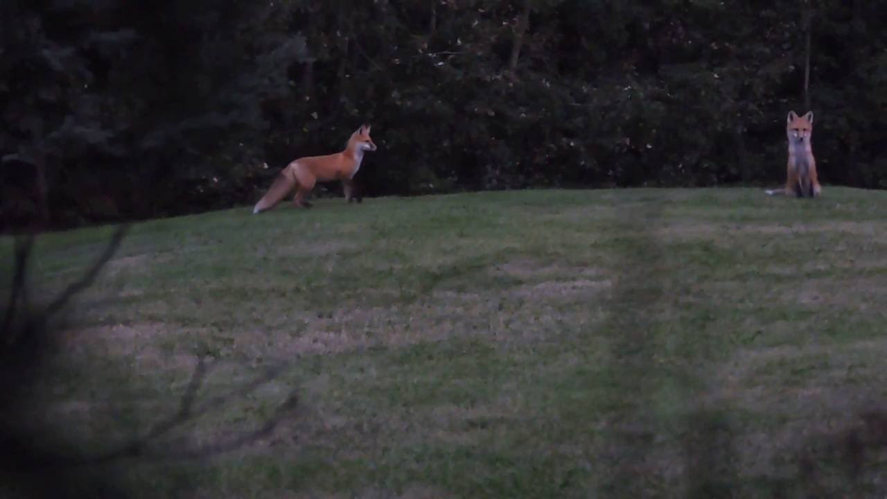 Red Fox Barking