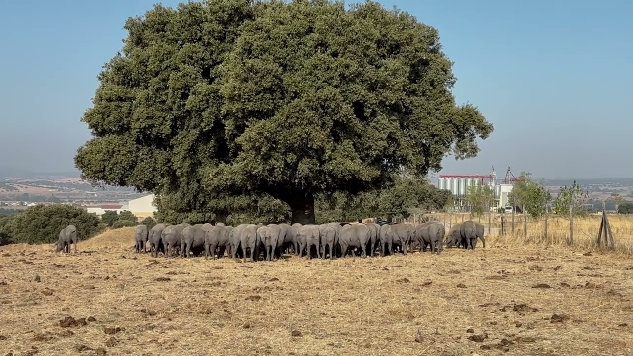 From Spain, the legendary pigs of Beher.