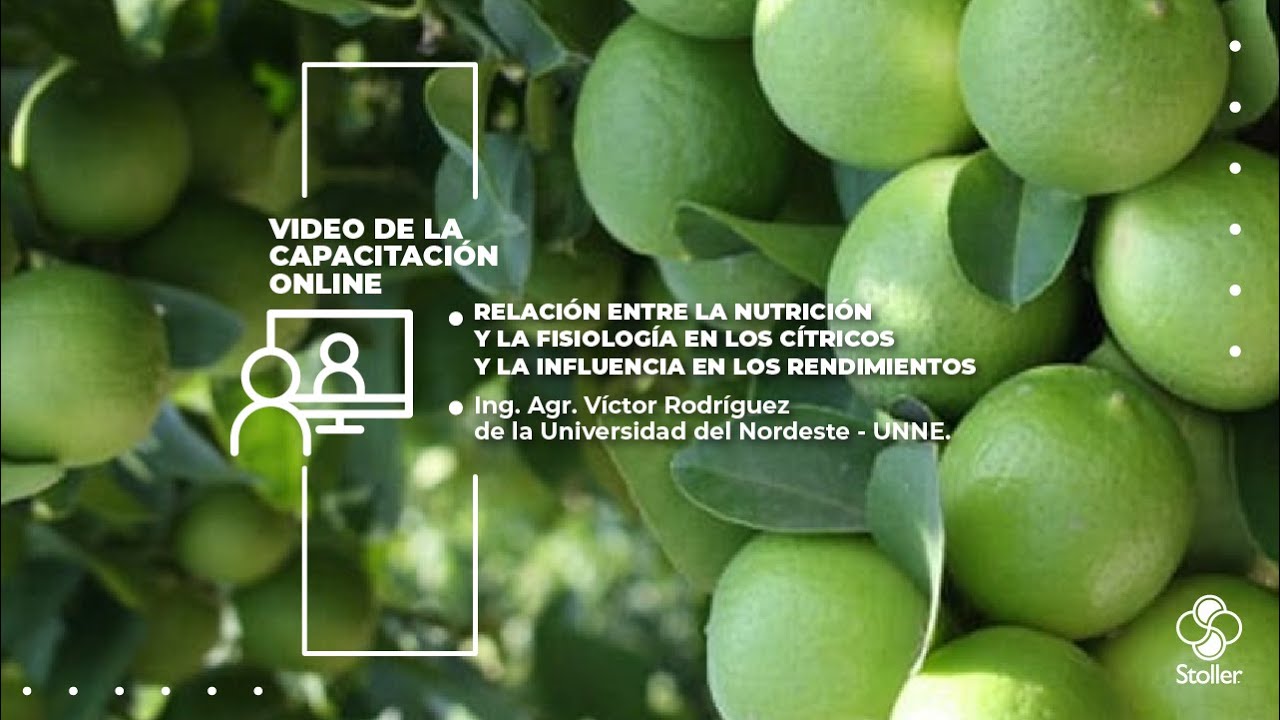 Relación entre la nutrición y la fisiología en los cítricos y la influencia en los rendimientos.