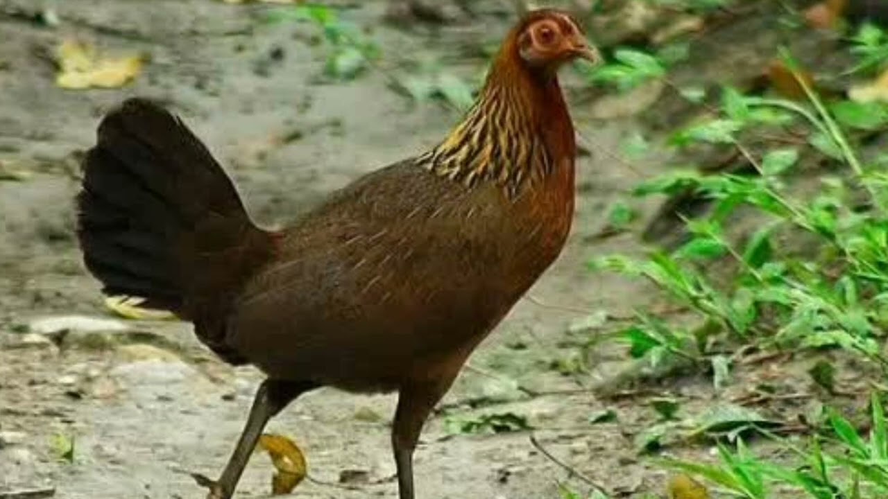 Suara Pikat Betina Mp3 Gacor