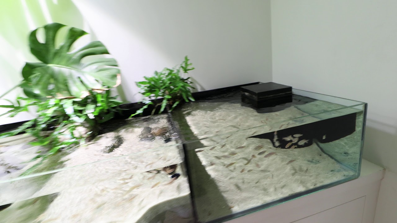 Update on the stream tank.