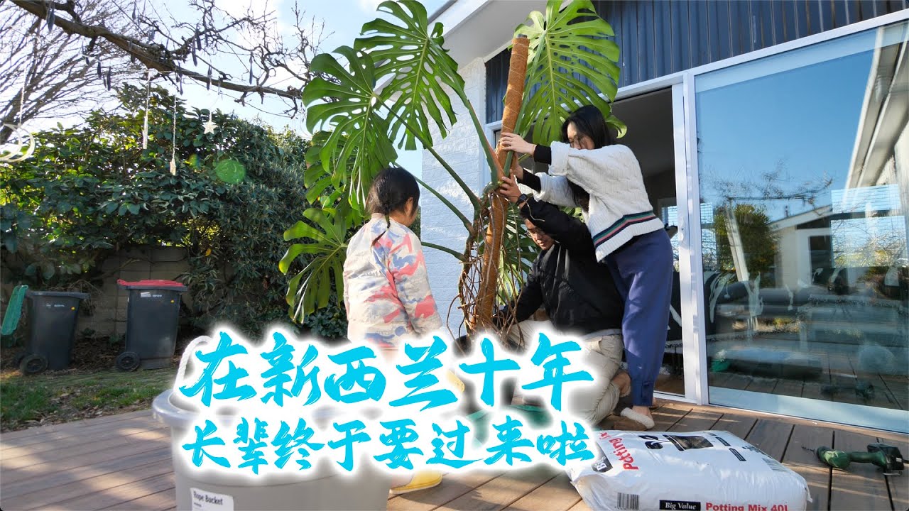在新西兰十年，长辈终于要过来啦(新西兰 Harold Vlog 929)