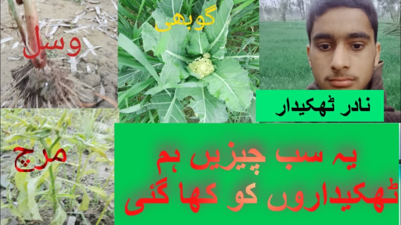 Nadir thekedar