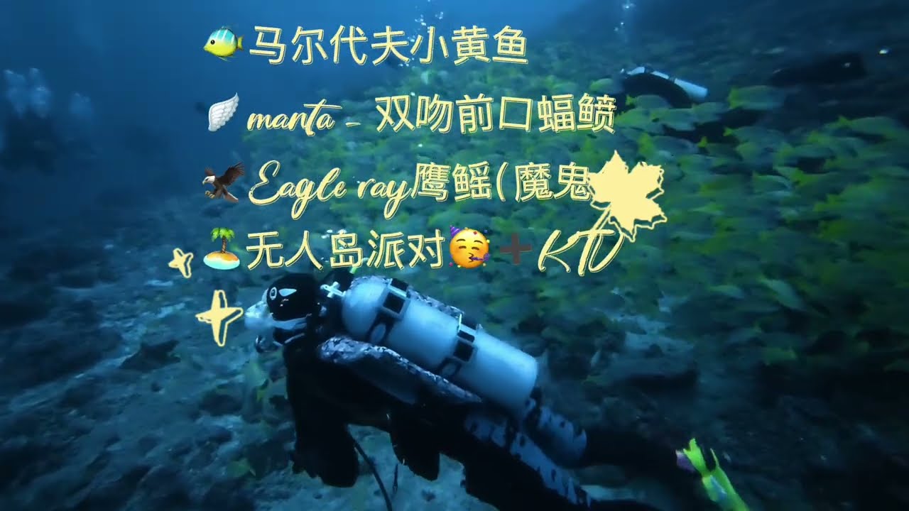 🐠马尔代夫小黄鱼🪽manta - 双吻前口蝠鲼🦅Eagle ray鹰鳐（魔鬼鱼）🏝️无人岛派对🥳➕KTV