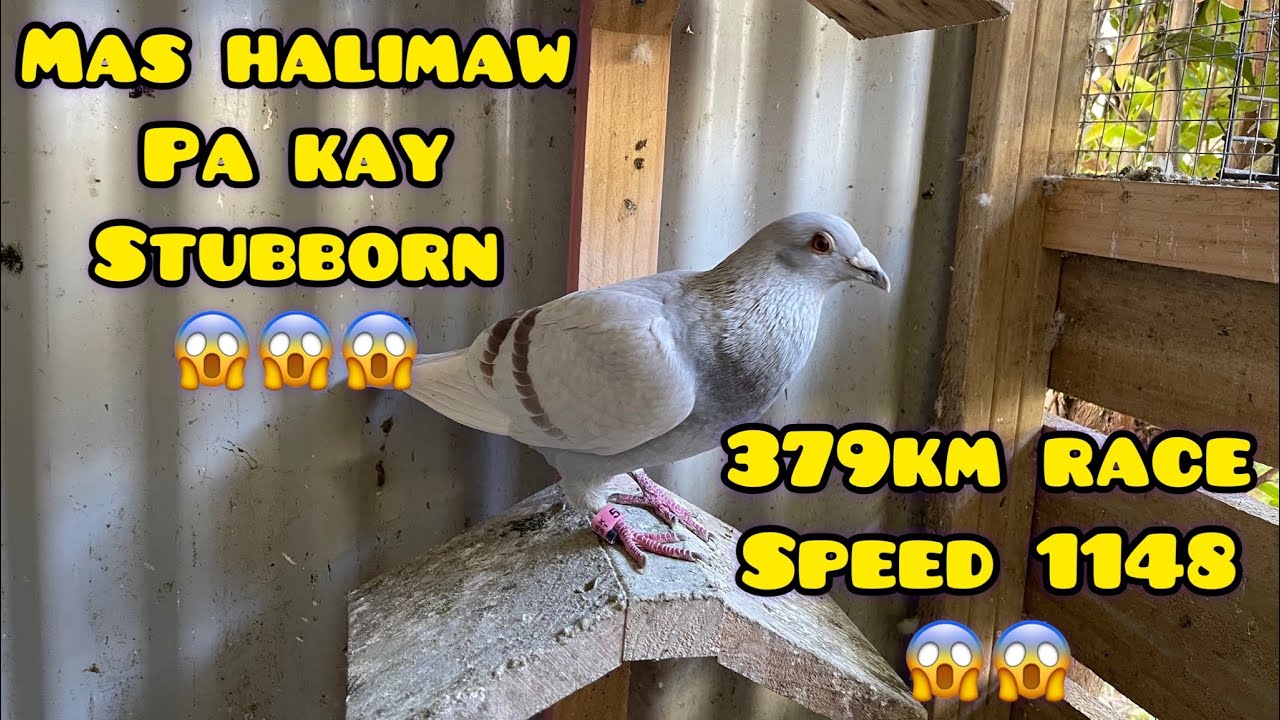 379km RACE MARTON NEW ZEALAND💪🇵🇭🇳🇿 HALIMAW ITONG IBON NA ITO ANG LAKAS KAHIT HARD RACE💪💪😱😱