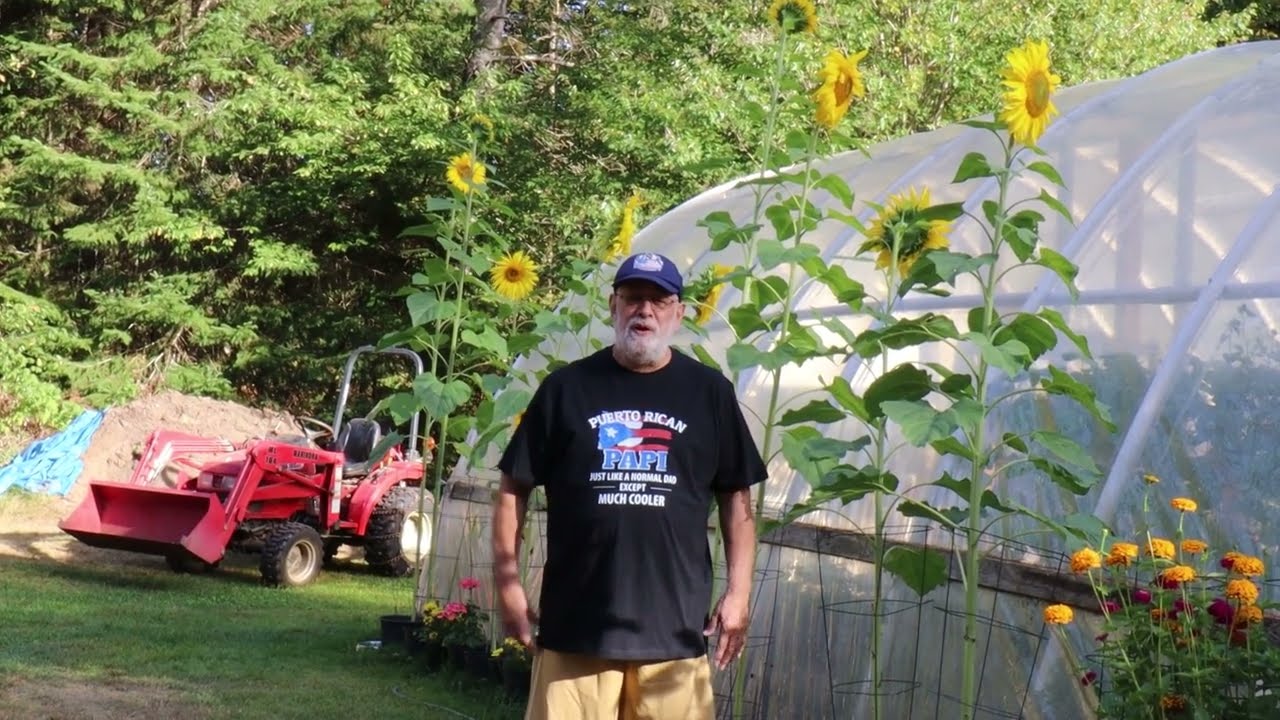 End of the Outside Garden Season in NH | Sunflowers and Frost
